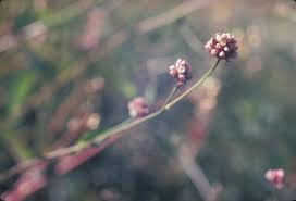 Image result for Humularia pseudo aeschynomene