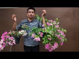 Apabila anda membeli atau menerima sejambak bunga potong segar, apakah langkah seterusnya untuk memasukkannya ke dalam pasu air? Halaman Download Teknik Tanam Bunga Kertas Dalam Pasu Gantung Unik Dan Cantik