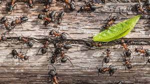 Eine etwas kürzere wirkungszeit haben zimt, chili, zitronenschalen oder kräuter wie lavendel und thymian. Was Hilft Gegen Ameisen Im Haus Tipps Hausmittel Herold At