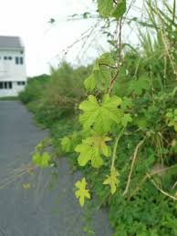 Image result for Lepistemon