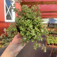 Image result for Crassula expansa
