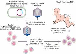 Somatic Cell Therapy And Germ Line Therapy Gene Therapy Somatic Cell Nursing School Tips