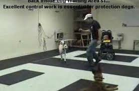 Guard Dog Attack Training German Shepherd Malinois K9 1 Com Guard Dogs Guard Dog Training Attack Dog Training