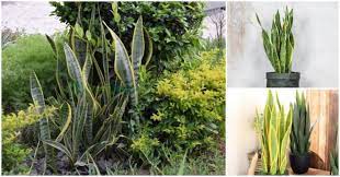 Ia juga dikenal dengan nama snake plant, devil's tongue, bowstring hemp hingga lucky plant. 5 Kebaikan Pokok Lidah Mertua Jika Ditanam Di Dalam Rumah Yang Ramai Orang Tak Tahu