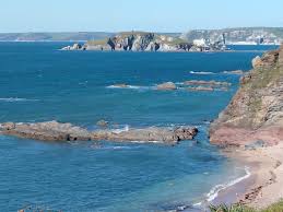 Flowers of South Devon Coast Sept 2020