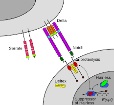نتیجه جستجوی لغت [notch] در گوگل