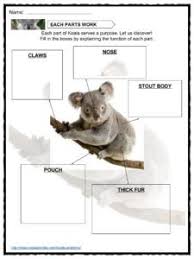 Pin On Koala Project