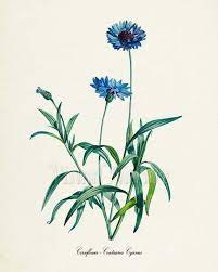 Pin On Botanical Art
