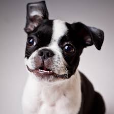 The food and drug administration is investigating a potential link between certain brands of dog food, including blue buffalo, merrick and rachel ray nutrish, and an increased risk of heart disease. Fda Names 16 Brands Of Dog Food Linked To Heart Disease In Dogs 103 1 Kcda
