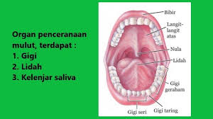 Pastikan semua permukaan gigi sudah disikat, sehingga plak atau sisa makanan yang menempel di gigi bisa hilang. Mengenal Sistem Organ Pencernaan Makanan Utama Dan Tambahan Pada Manusia Beserta Fungsinya