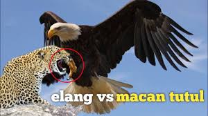 We test every version of the new porsche macan on road, off road, and on track. Macan Vs Elang 1040 Gambar Burung Elang Dan Harimau Terbaik Gambar Hewan Se Setya 989 325 Views2 Year Ago Aneka Ikan Hias