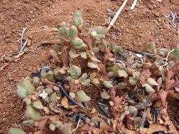Image result for Trianthema salsoloides
