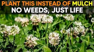 Image result for Hypoestes sp. aff. aristata B