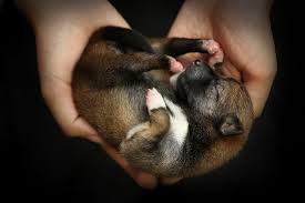 Negative experiences can have an impact on the pup, so take care, just like their mother would. How To Take Care Of Newborn Puppies