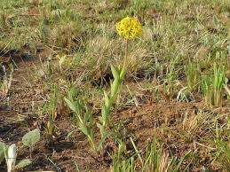 Image result for Gnidia kraussiana