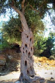 Ancient Greek Olive Tree Unique Trees Beautiful Tree Olive Tree