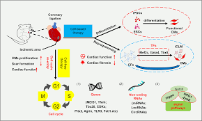 1 animal cell lacking nuclei would also lack in. Regulation Of Cardiomyocyte Fate Plasticity A Key Strategy For Cardiac Regeneration Signal Transduction And Targeted Therapy