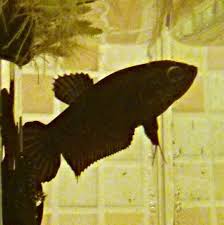 Betta Occhio Gonfio Guarito Pagina 4 Forum Acquariofilia Facile Allestimento E Gestione Facile Dell Acquario Tutto Sui Pesci Tropicali