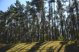 It covers an area of 46.13 square kilometres of forests. Atrakcje Przyrodnicze Borow Tucholskich Poznaj Bory Tucholskie