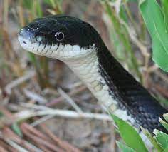 Black Rat Snake Saying Ayy You Got Any Bacon Rat Snake Black Rat Snake