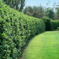 Image result for Ligustrum