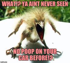 This bird singing is callously interrupted by a bigger crow speaking very loudly. Unpleasant Bird Imgflip