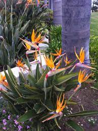 Pin On Flowers