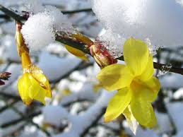 Image result for Jasminum nudiflorum