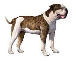 We did not find results for: American Bulldog Facts Wisdom Panel Dog Breeds
