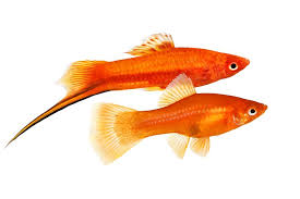 Platy Fish: Expert Care Guide & Tank Set Up For Beginners