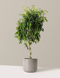 Image result for Ficus benjamina