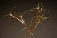 Image result for Najas horrida