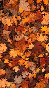 20 Fall Foliage Wallpaper Phone Backgrounds For Free Download Cute Fall Wallpaper Iphone Wallpaper Fall Fall Wallpaper