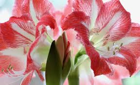 Une fois les fleurs tombées, ne vous en débarrassez pas ! Refleurir L Amaryllis Comment Renouveler La Floraison