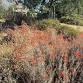 Native Plant Garden Volunteer Day at the Laguna event image