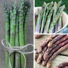 This elegant little indoor plant is native to south africa, where it grows in soft it's not warm enough to grow it outside in the uk, but it makes a beautiful houseplant. Spring Planting Asparagus Crown Collection From D T Brown
