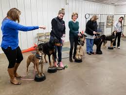 Puppies can learn to wear a collar and begin to recognize praise at about 8. Dog Obedience Class Pieper Veterinary In Ct