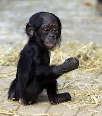 Baby Bonobo Super Cute Baby Animals Funny Cute Monkey Weird Animals