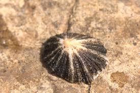 Image result for Patella aspera