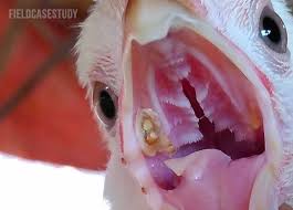 Fowlpox in Chickens: Causes & Treatment | Chicken Fans