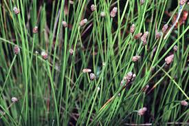Image result for Eleocharis confervoides