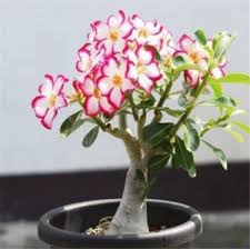 The plants near the front door are always great. Homebase Plants Saplings Online At Discounted Prices On Flipkart