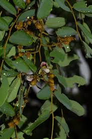 Image result for Pericopsis