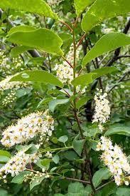 Seed pods open in fall, and birds are attracted to the seeds as food. 15 Of The Best White Flowering Trees For Your Landscape