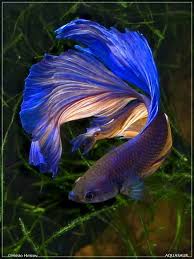 Beautiful Betta Fish Types Beautiful Fish Betta Fish