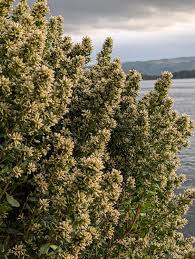 Image result for Vangueria proschii