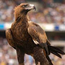The eagles and bulldogs clash in round 15. Auzzie Western Australian Birds Of Prey Centre