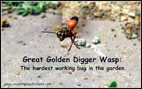 Female great golden digger wasps dig nearly vertical burrows, with individual larval cells branching off horizontally. Great Golden Digger Wasp The Hardest Working Bug In The Garden Counting My Chickenscounting My Chickens