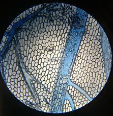 In this video, you will explore 3 different microscopic views of human. A School Of Fish Plant And Animal Cells Through The Microscope Plant And Animal Cells Animal Cell Microscopic Photography