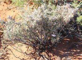 Image result for Barleria rigida